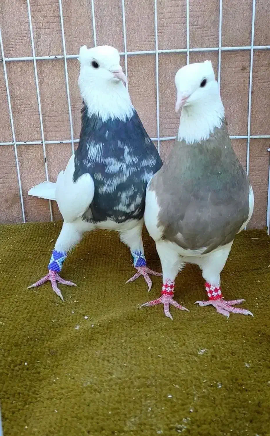 یک جفت نروماده طوقی کاکلی هفرنگ|پرنده|تهران, گلستان (شهرک راه آهن)|دیوار