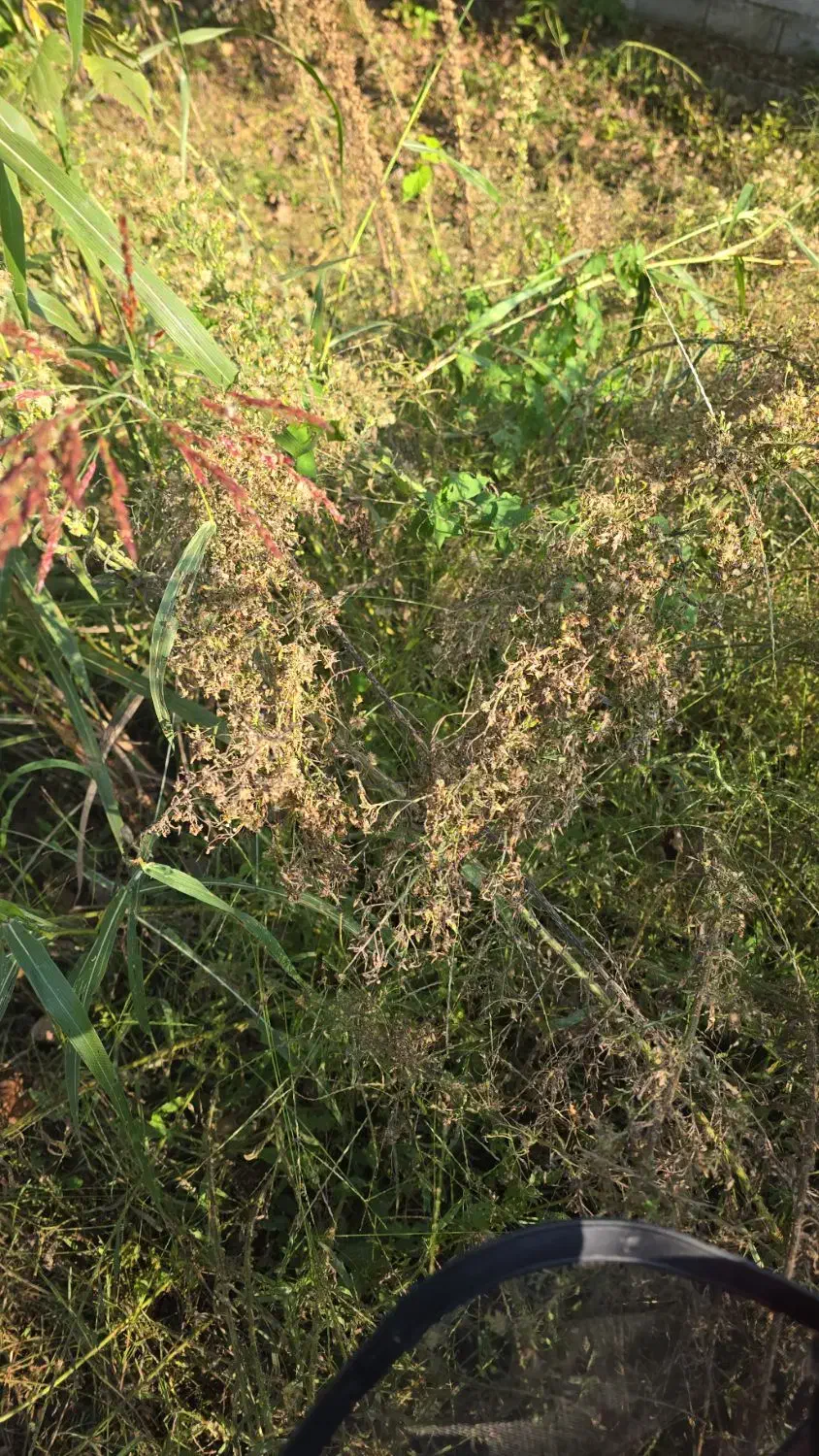 علف زنی با دستگاه|خدمات باغبانی و درختکاری|کومله, |دیوار