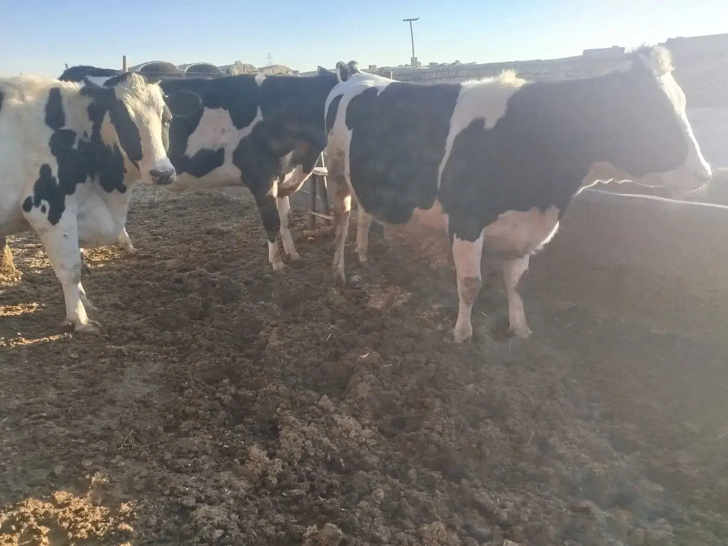 گاو و گوساله نخری|حیوانات مزرعه|اصفهان, ورزشگاه نقش جهان|دیوار