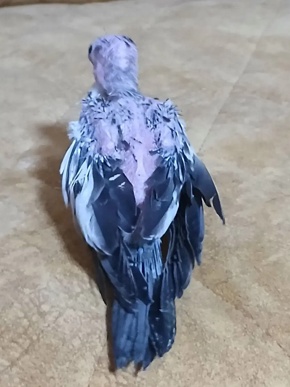 جوجه عروس سرلاکی|پرنده|کرج, انبار مپنا|دیوار