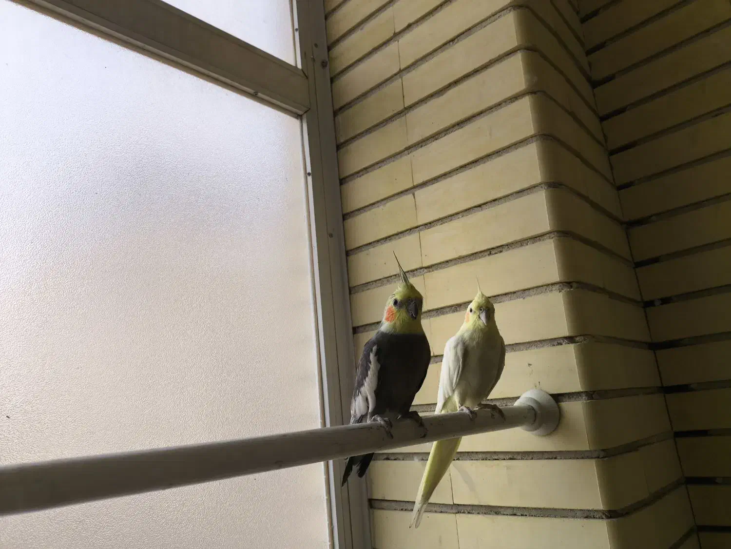 عروس هلندی بالغ و دستی|پرنده|شاهین‌شهر, خبرنگار|دیوار