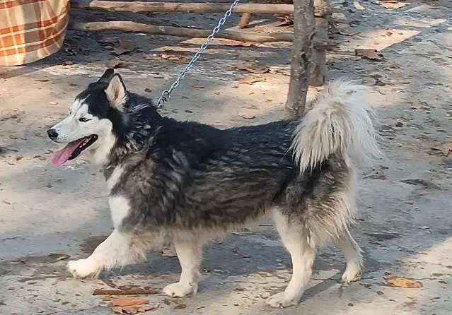 هاسکی|سگ|فاضل آباد, |دیوار