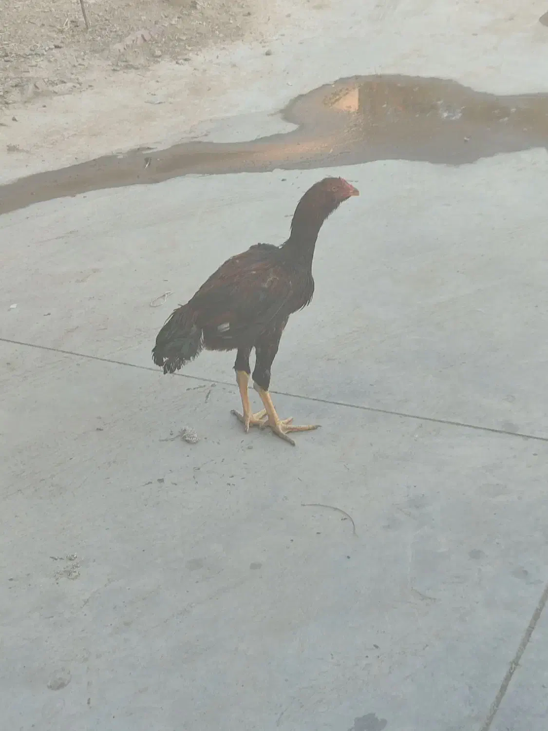 مرغ خروس|حیوانات مزرعه|ری, شهرک نظامی|دیوار