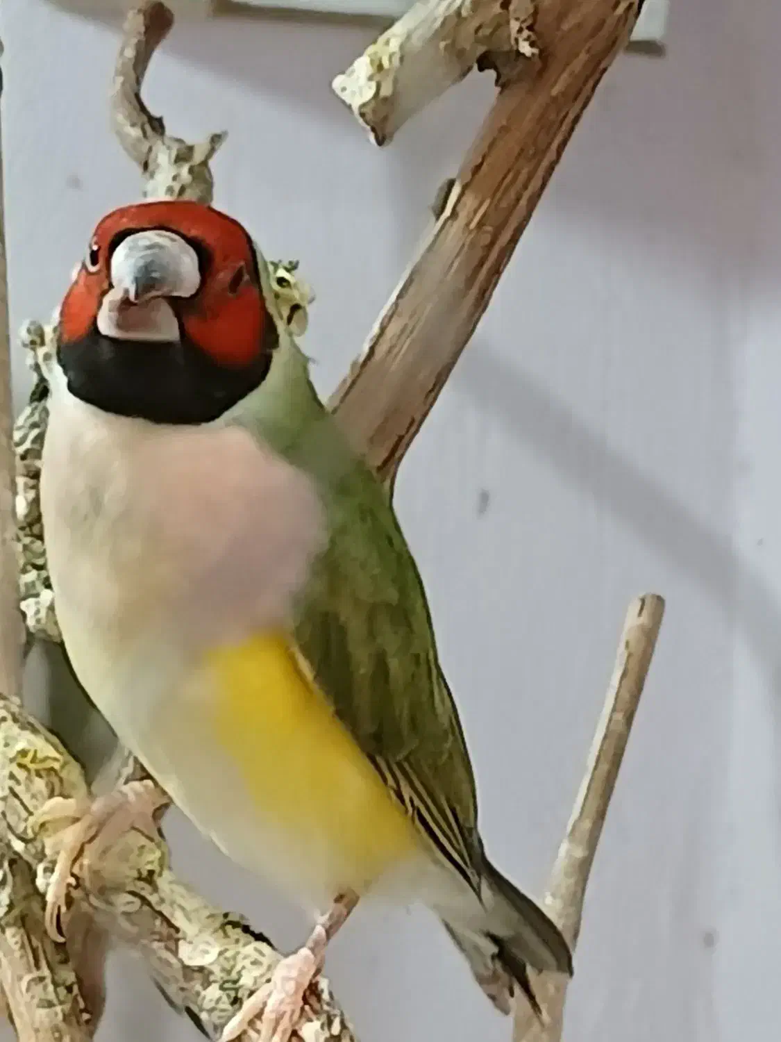 finch|پرنده|شیروان (خراسان), |دیوار