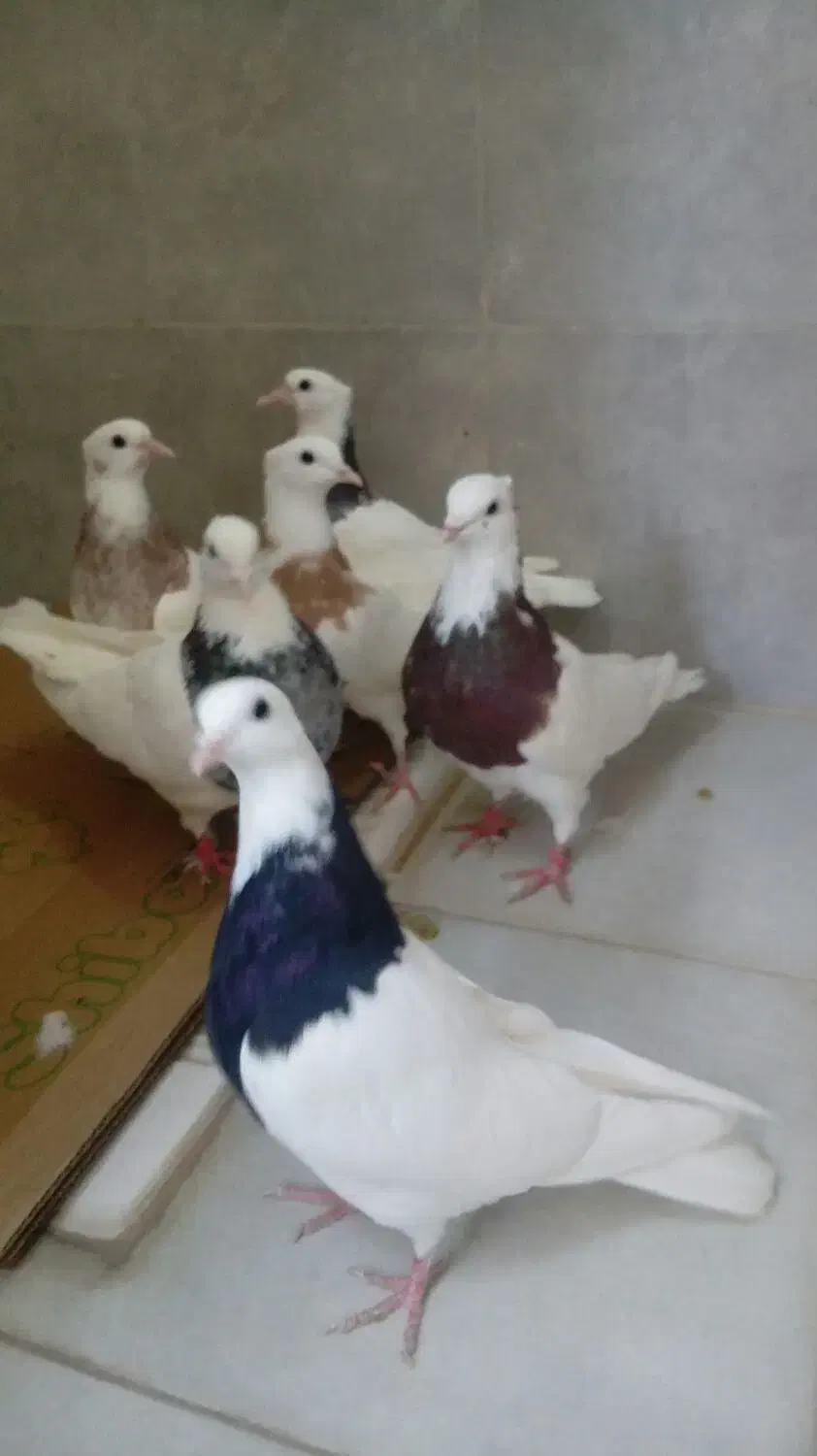 کبوتر طوقی|پرنده|محمدشهر, محمدشهر|دیوار