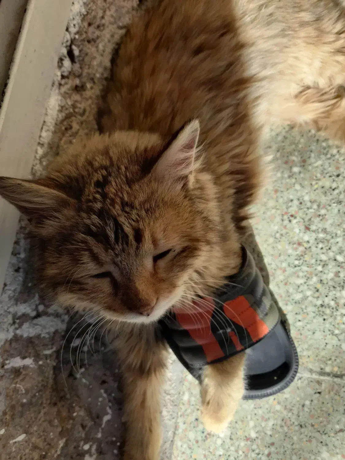 گربه|گربه|اندیمشک, |دیوار