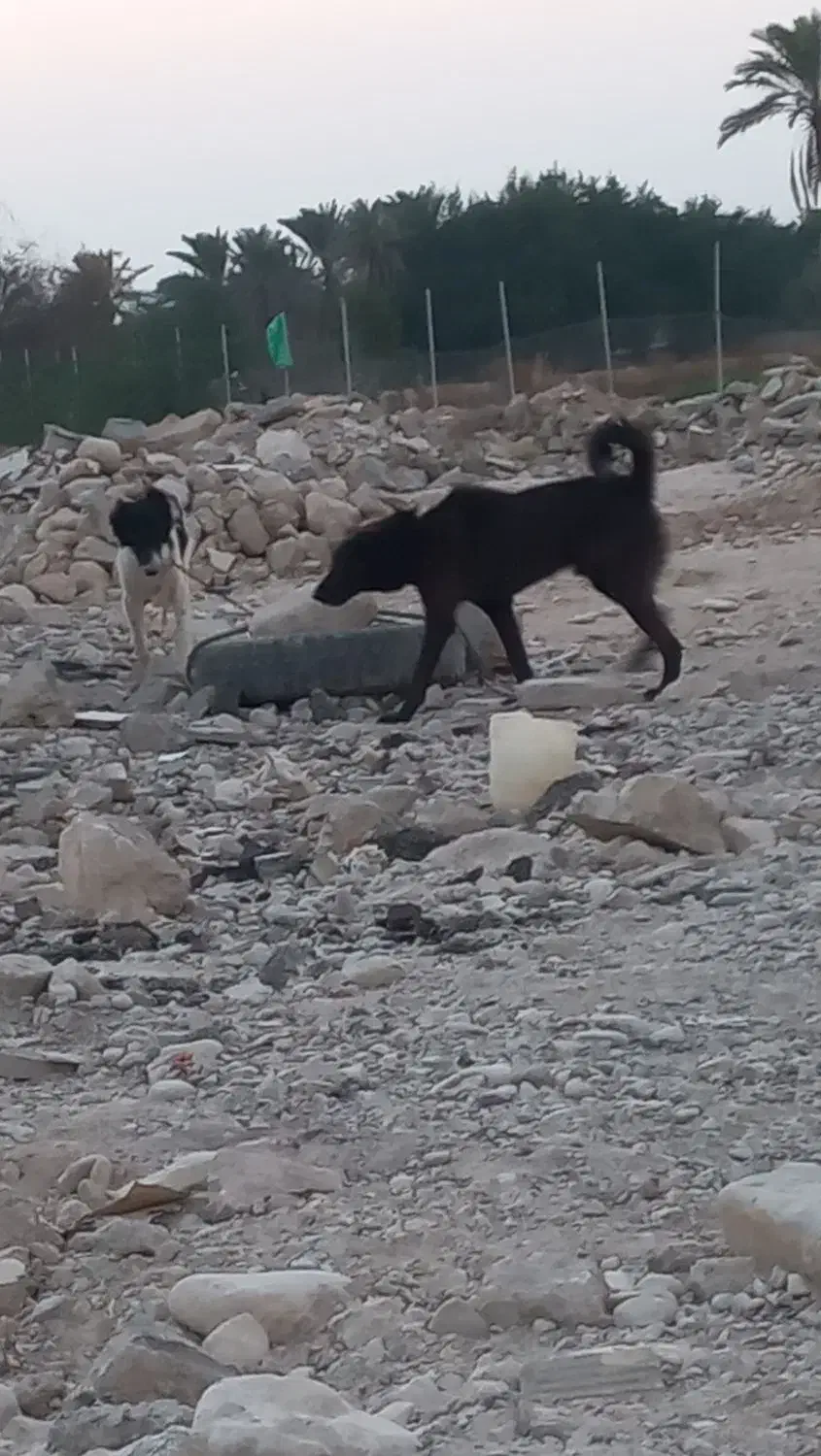 واگذاری سگ|سگ|خورموج, |دیوار