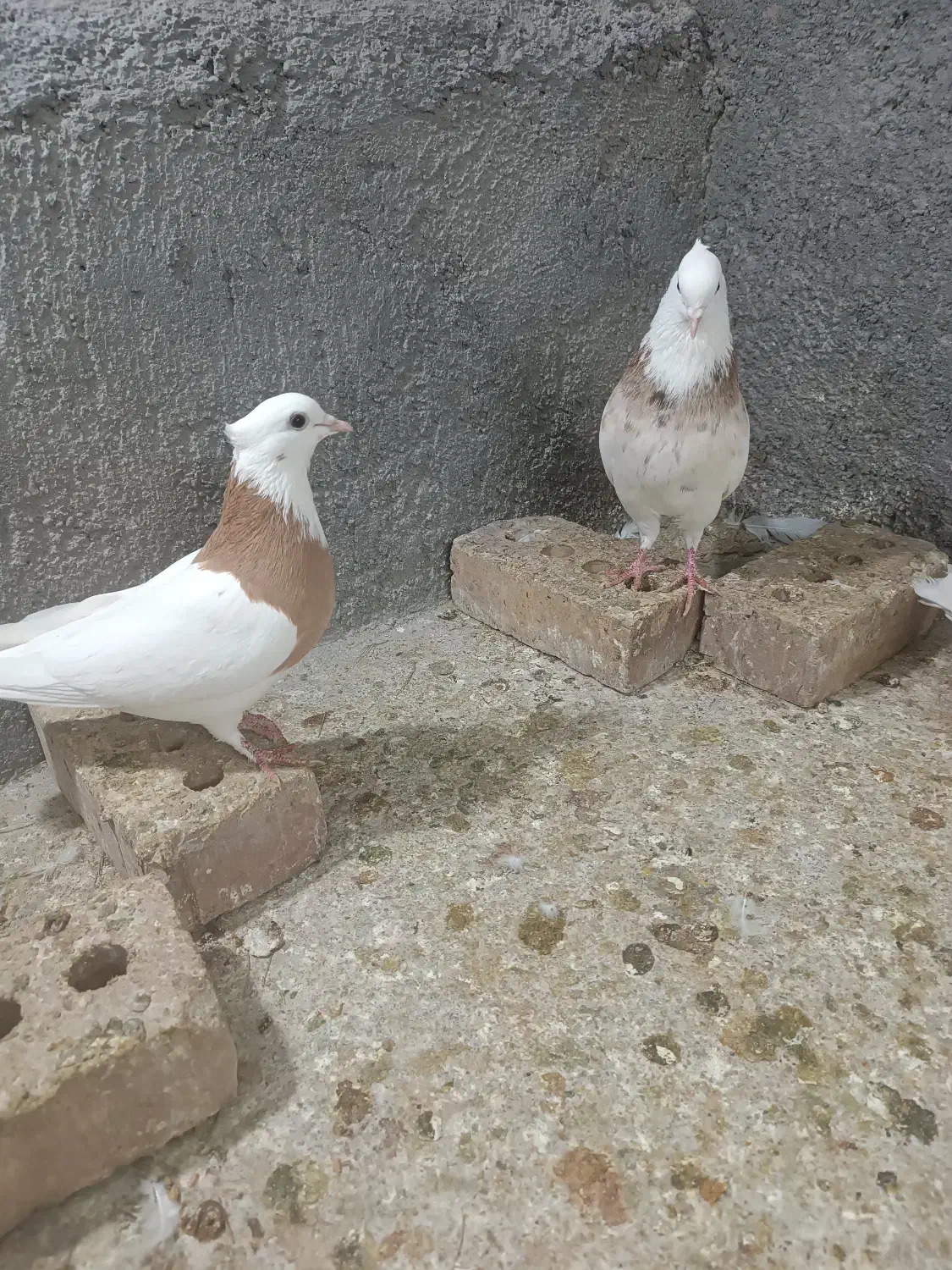 طوقی|حیوانات|تربت جام, فاز ۲ فرهنگیان|دیوار