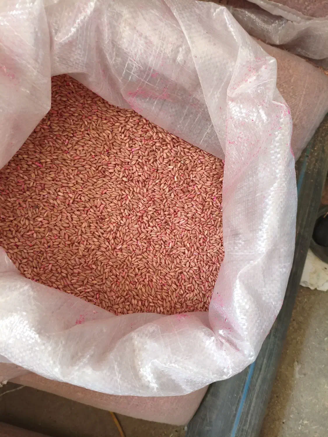 گندم  وآران|خدمات باغبانی و درختکاری|حسین آباد, |دیوار