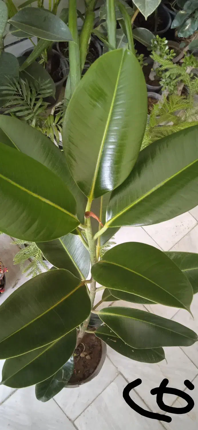 گل کم آب کم نور|گل و گیاه طبیعی|بروجرد, |دیوار