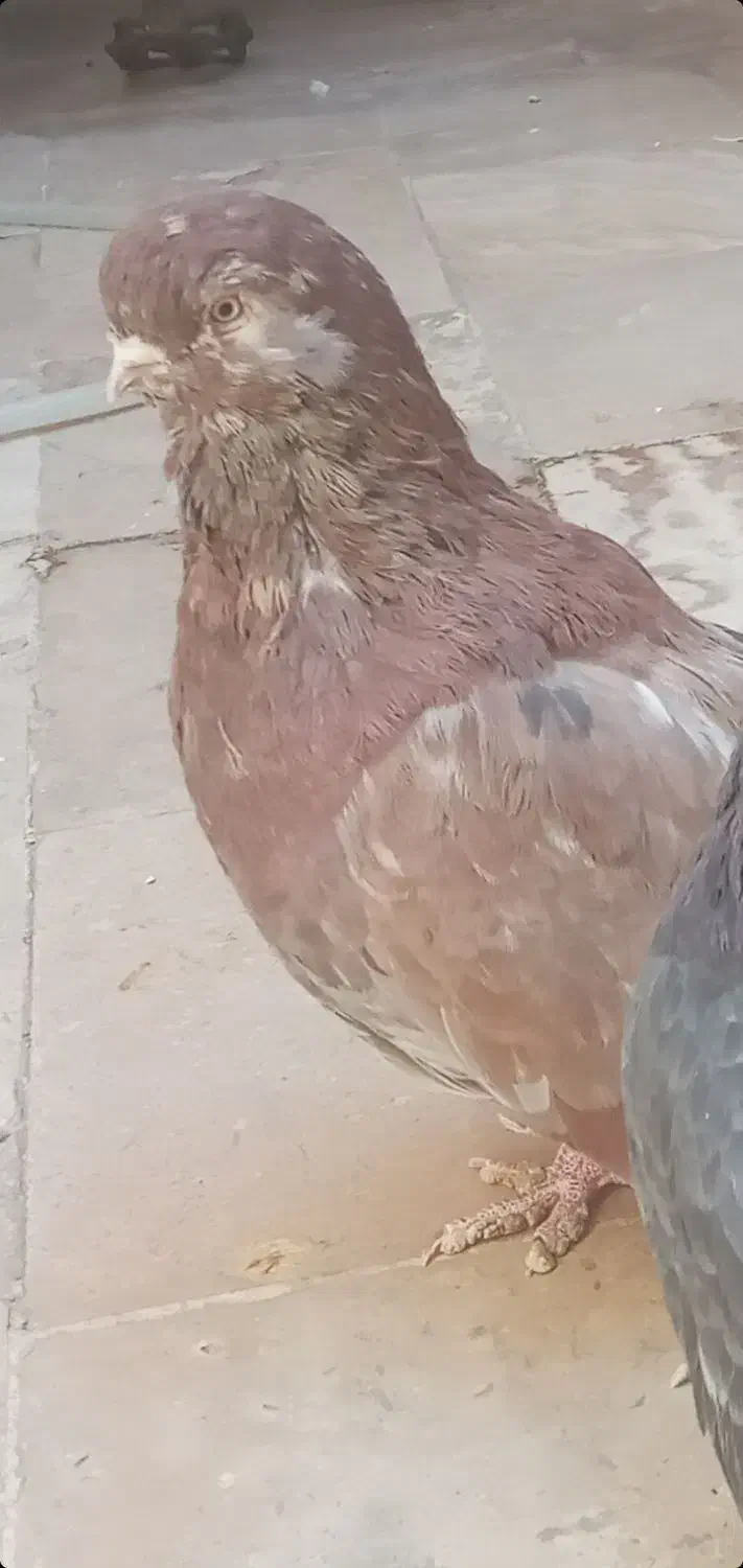 کفتر سرور|پرنده|قم, حنیف نژاد|دیوار