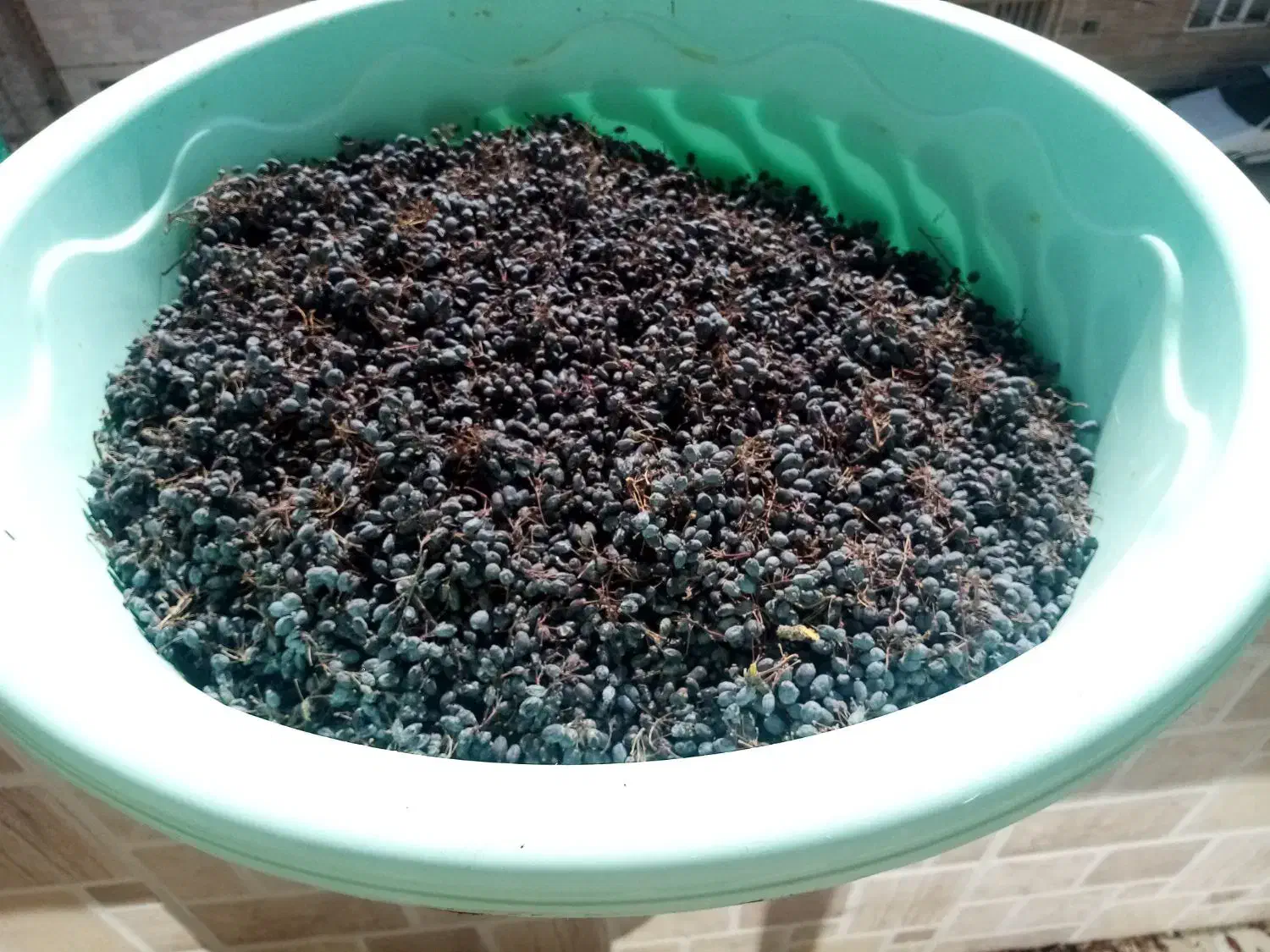 زرشک|خوردنی و آشامیدنی|جغتای, |دیوار