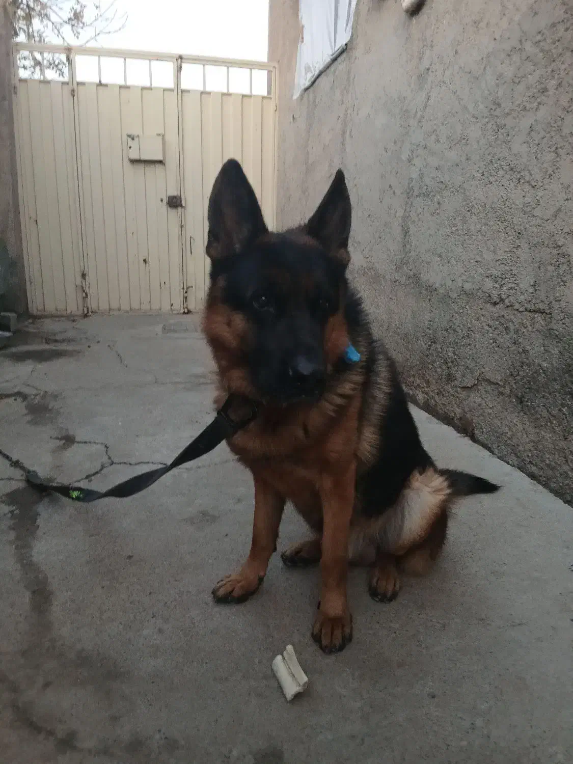 ژرمن اصیل|سگ|بشاریات, |دیوار