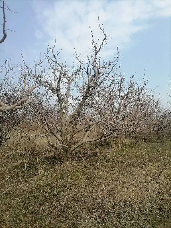 هرس کاری باغات|خدمات باغبانی و درختکاری|مراغه, |دیوار