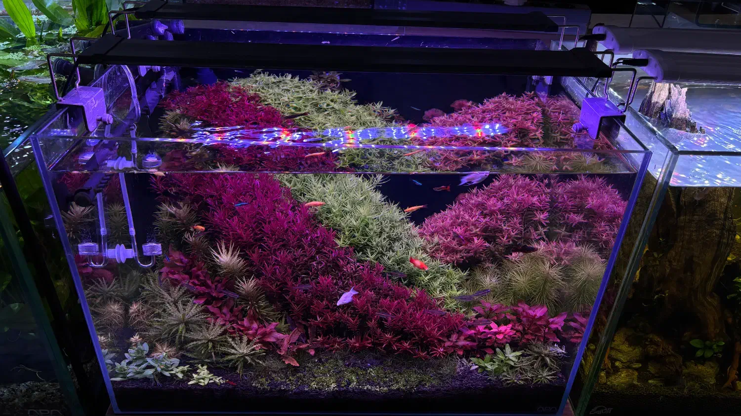 آکواریوم هلندی با تمام تجهیزات و ماهی و گیاه|ماهی|رشت, دیلمان|دیوار