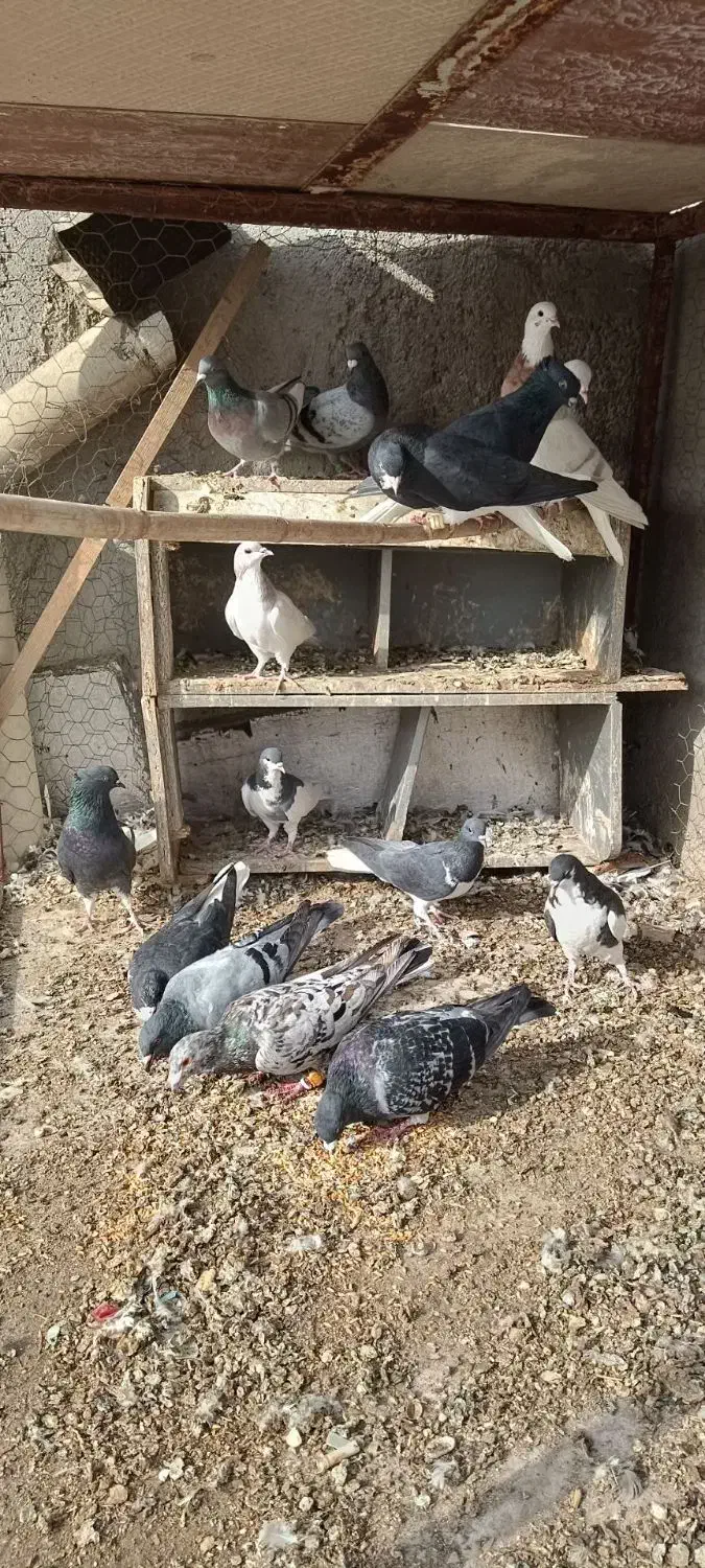 کبوتر|پرنده|قزوین, |دیوار