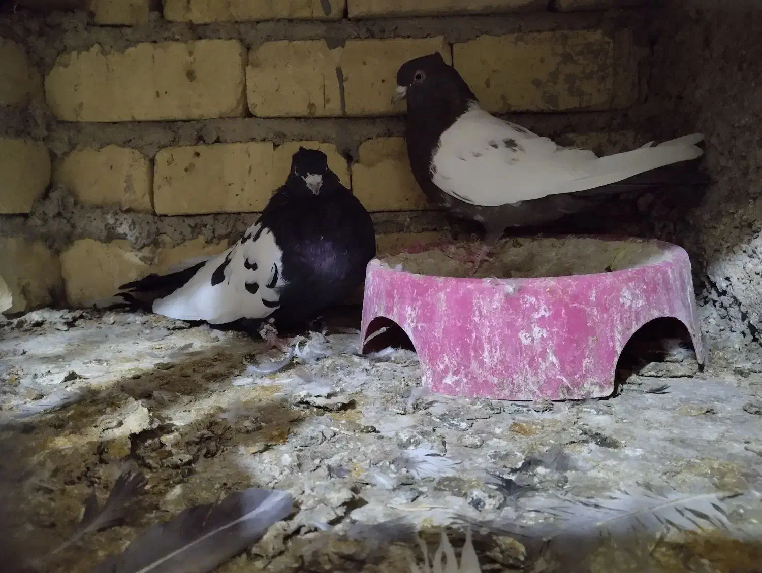 کبوتر|پرنده|شیراز, بید زرد|دیوار