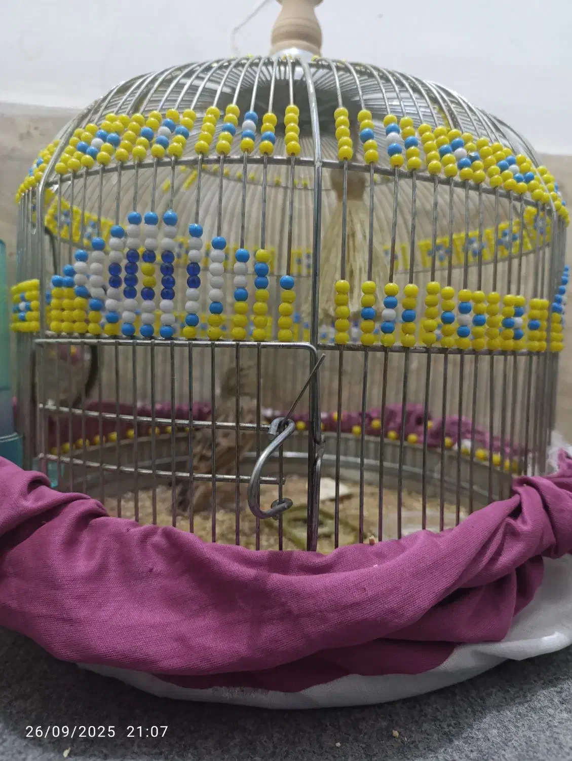 کولر و تلویزیون و دو عدد قفس و طرقه|تلویزیون و پروژکتور|قم, نیروگاه|دیوار