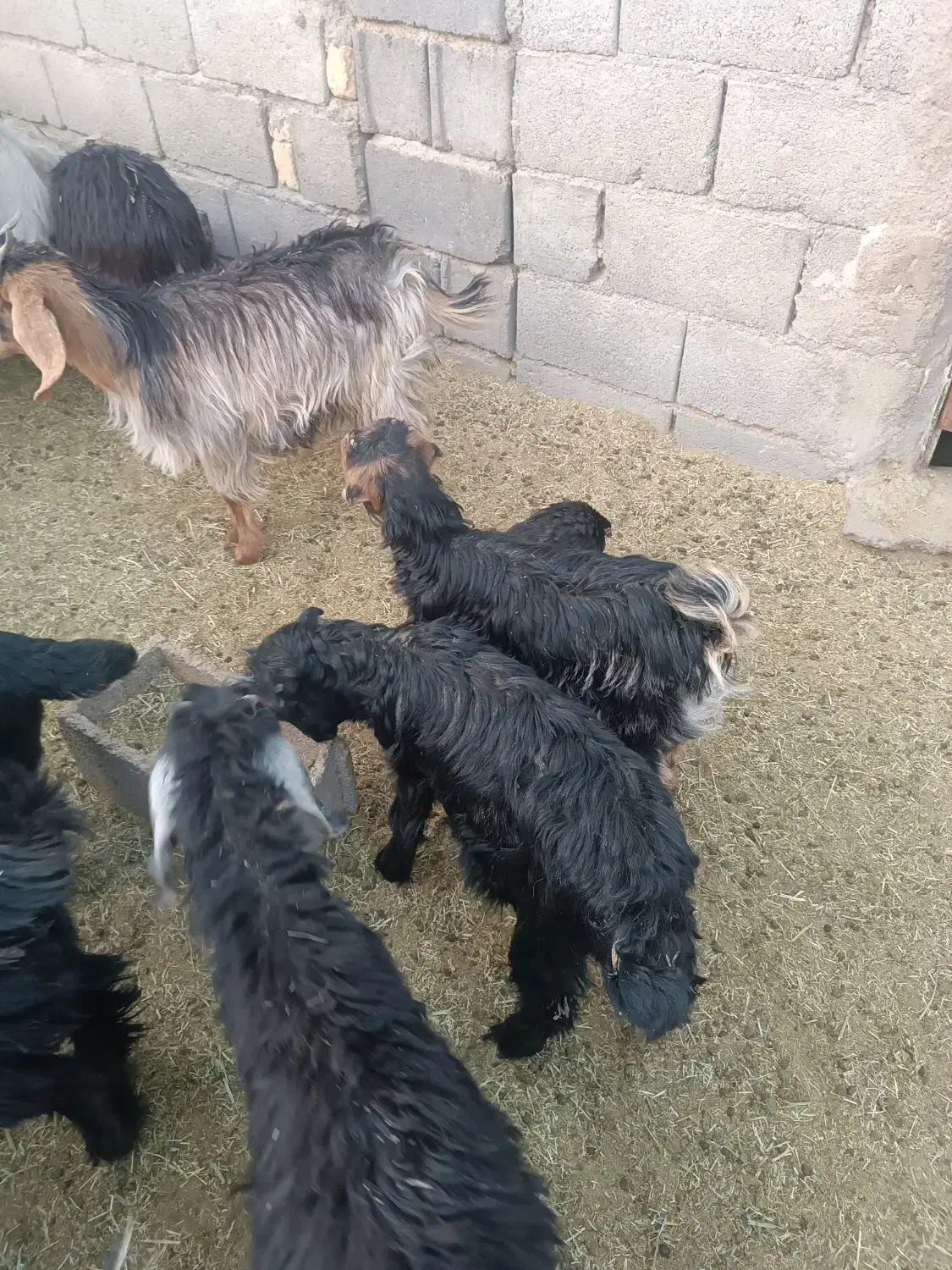 بزغاله شیری|حیوانات مزرعه|شهرضا, |دیوار