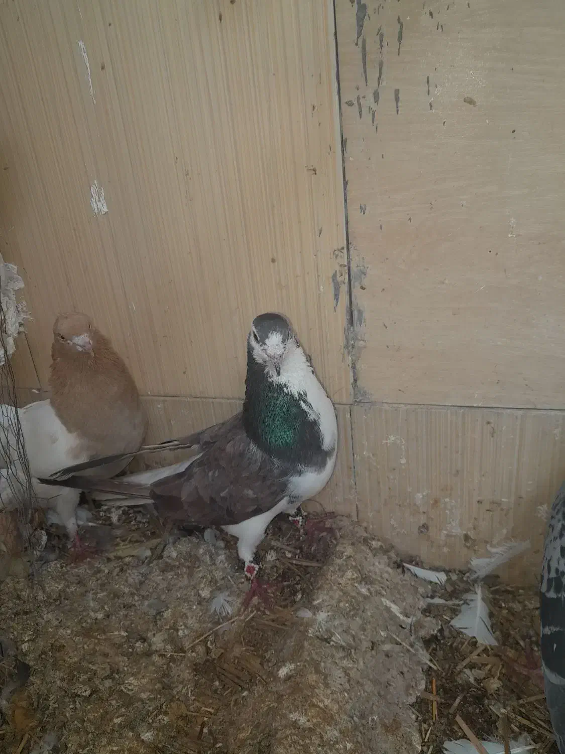 کفتر|پرنده|جم, |دیوار