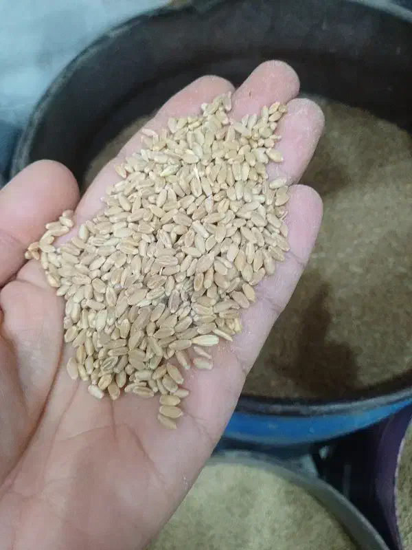 گندم|عمده‌فروشی|اهواز, نادری|دیوار