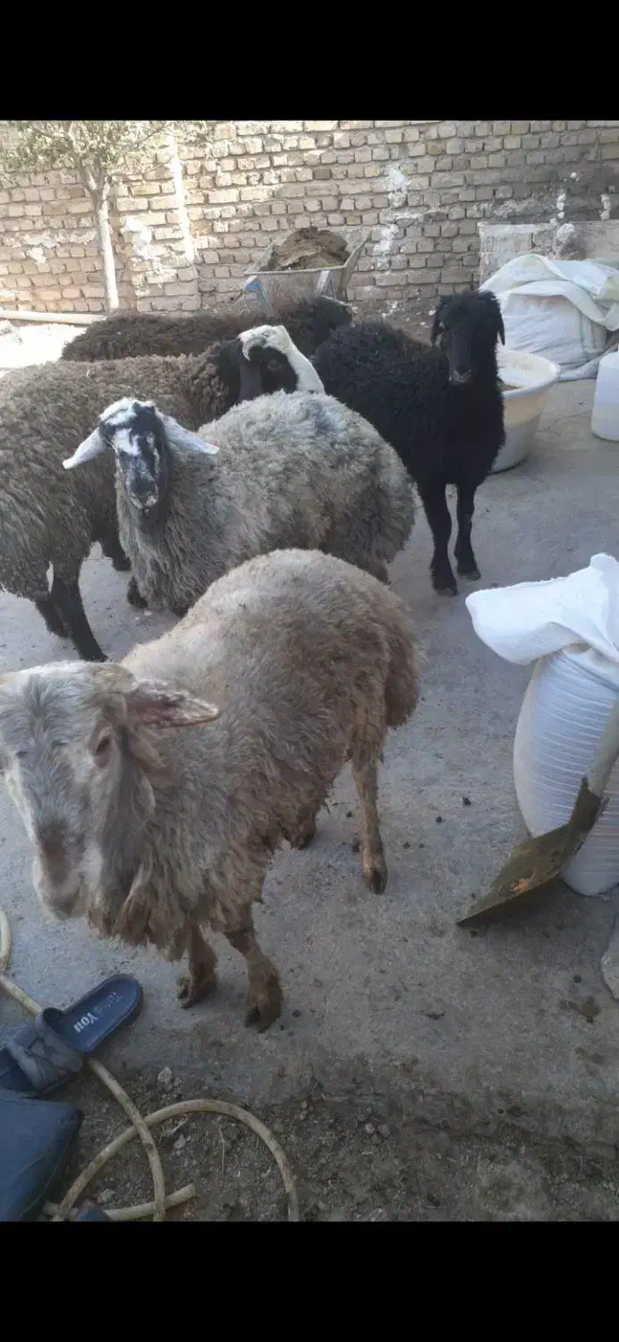 بره نر|حیوانات مزرعه|بوئین زهرا, |دیوار