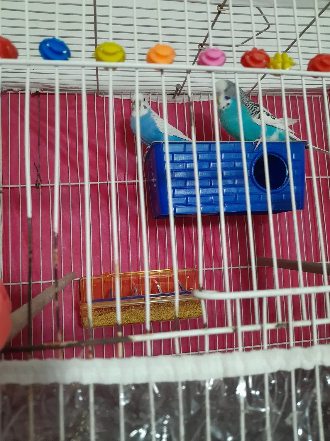 ساعت مچی ویک جفت مرغ عشق انگیلیسی طوطی قناری|ساعت|مشهد, ایثار|دیوار