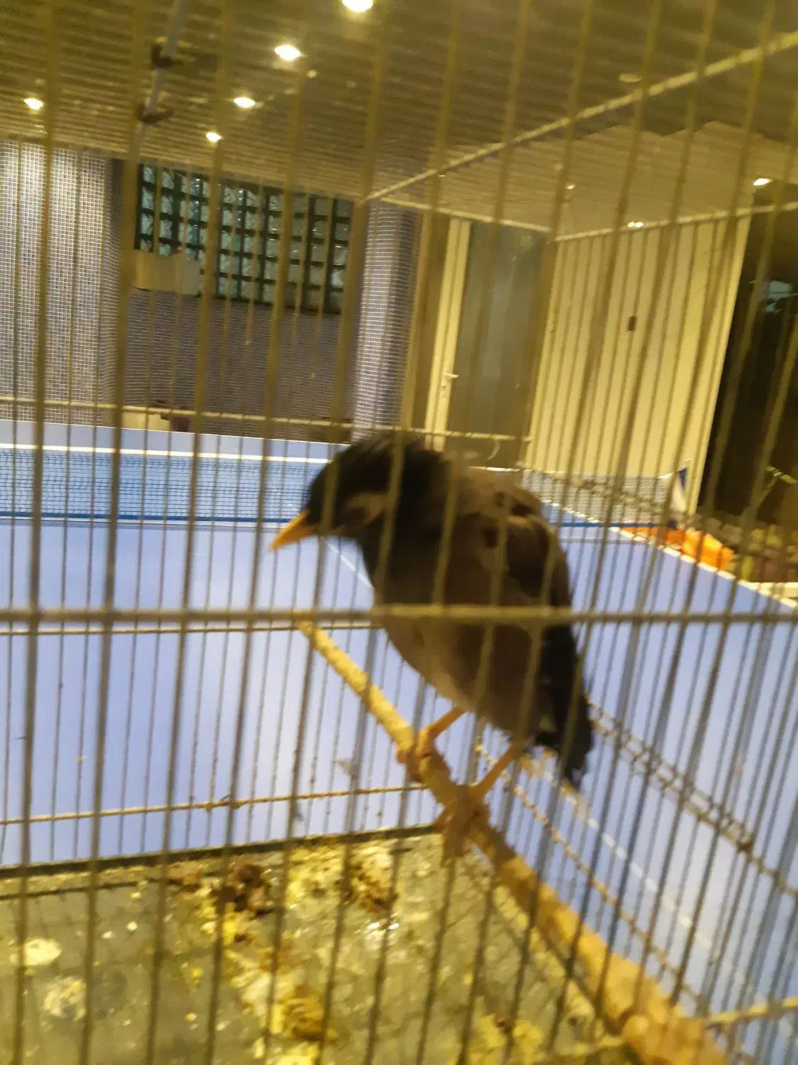 مرغ مینا و عروس هلندی و مرغ عشق|پرنده|قم, زینبیه|دیوار