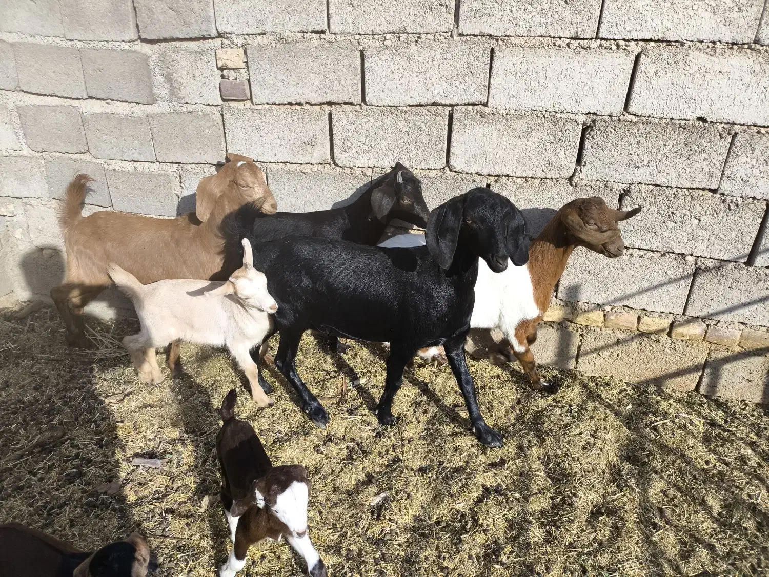 فروش سه بزغاله ماده|حیوانات مزرعه|خور (اصفهان), |دیوار