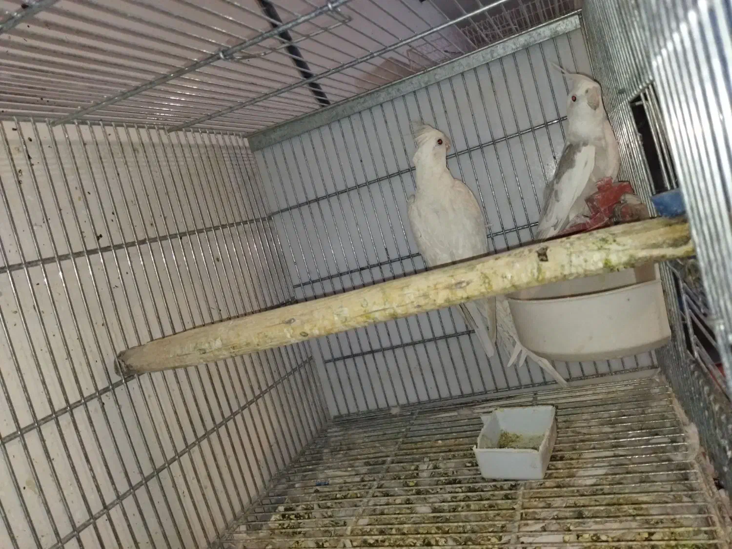 عروس هلندی بهمراه جوجه|پرنده|خمینیشهر, |دیوار