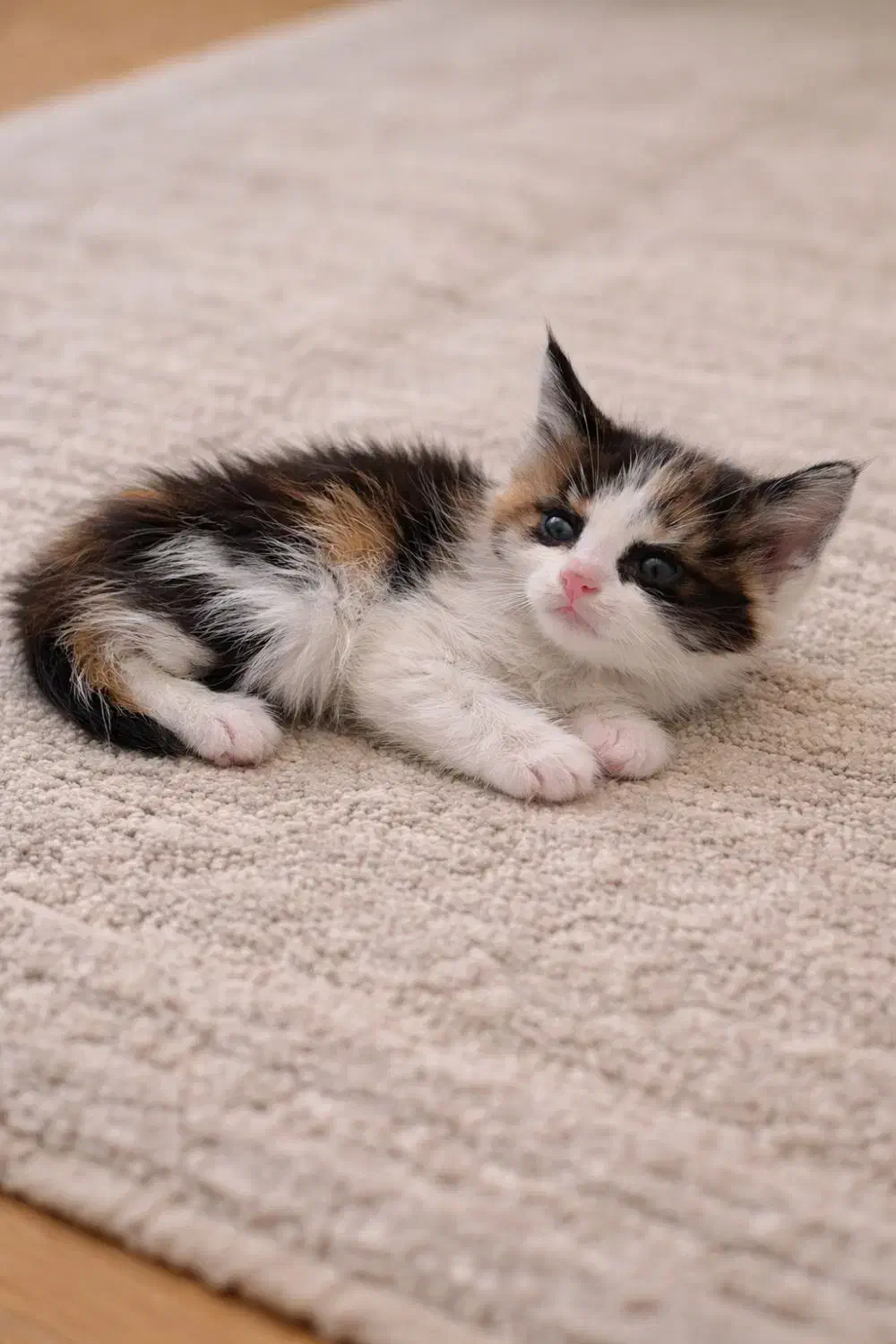 گربه|گربه|مشهد, یاس|دیوار