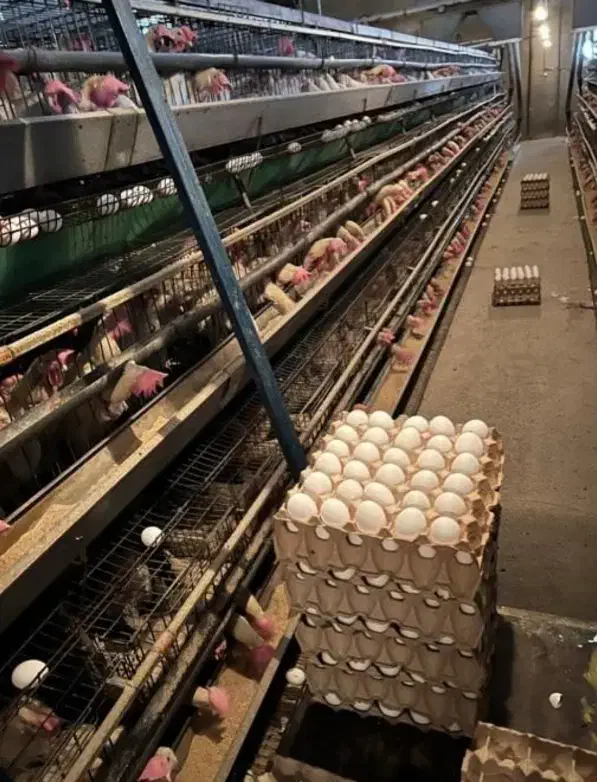 پخش و توزیع تخم مرغ|خوردنی و آشامیدنی|مشهد, گلبرگ شمالی|دیوار