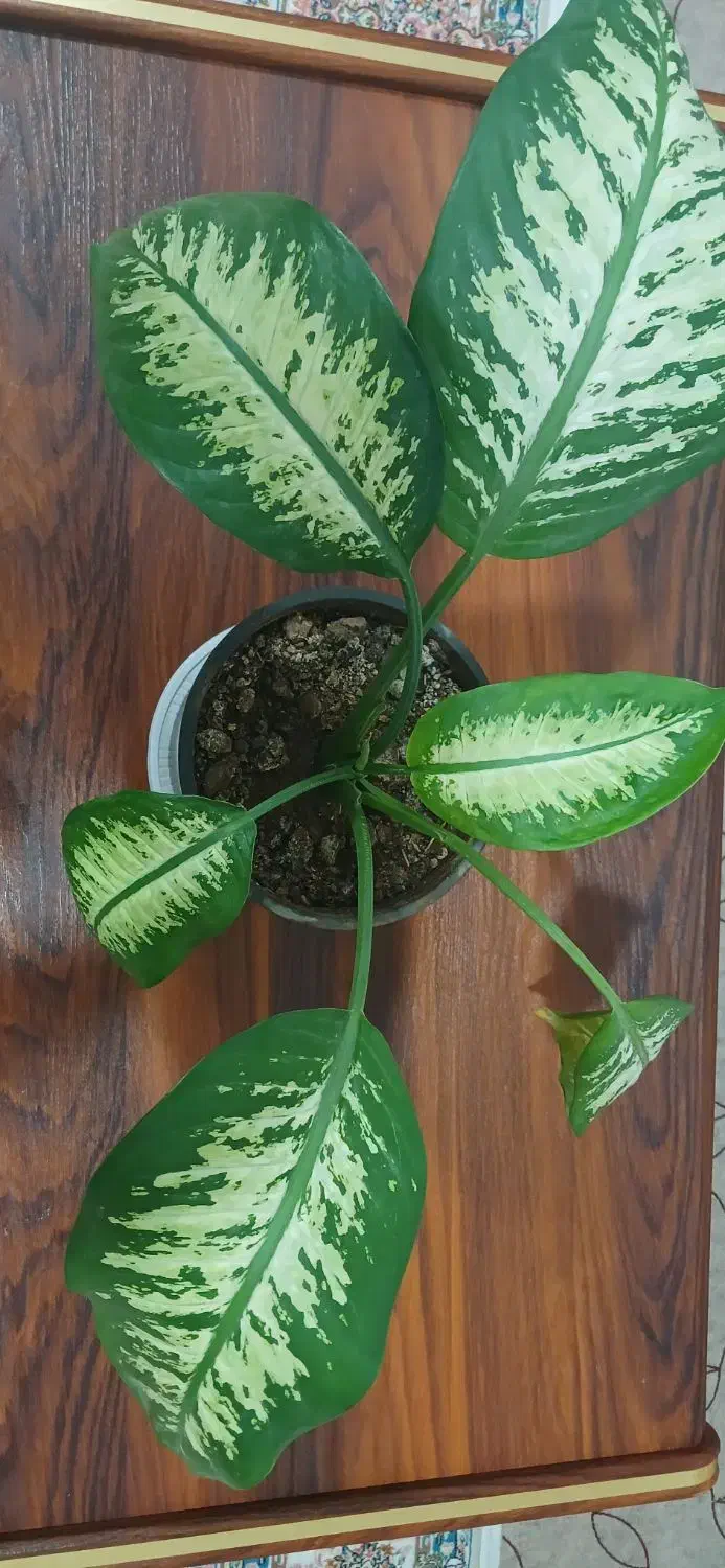 گل طبیعی دیفن باخیا|گل و گیاه طبیعی|نقده, |دیوار