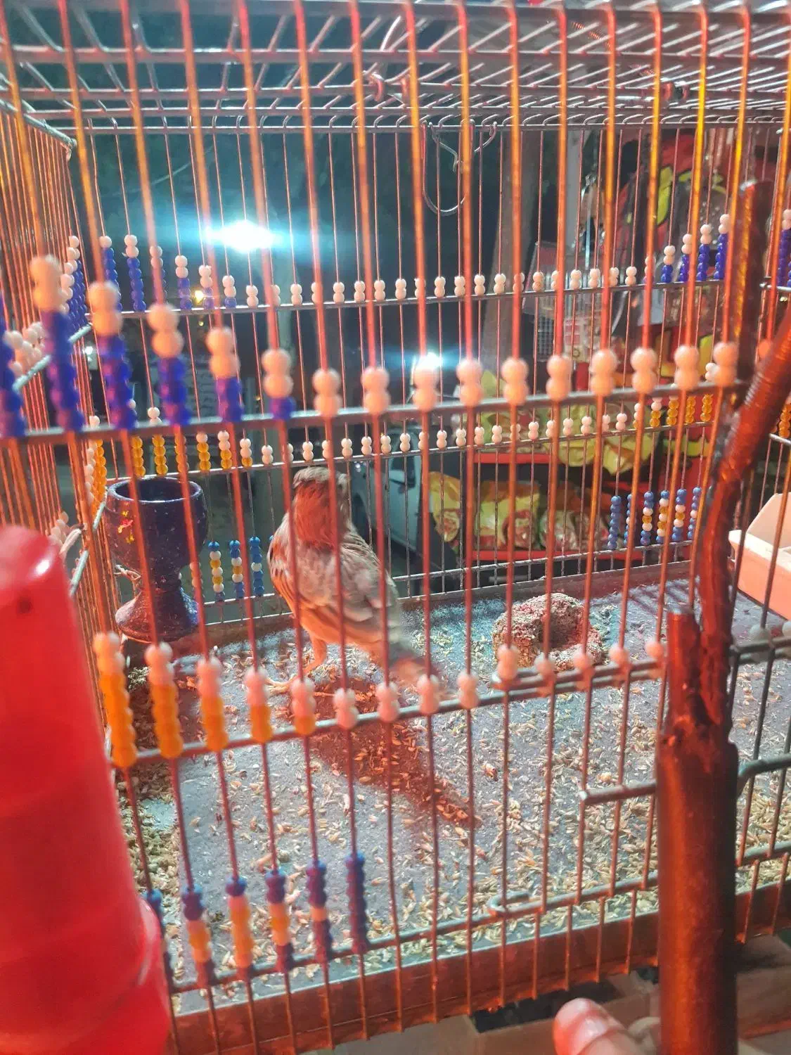 سهره قناری|پرنده|رباطکریم, رباطکریم|دیوار