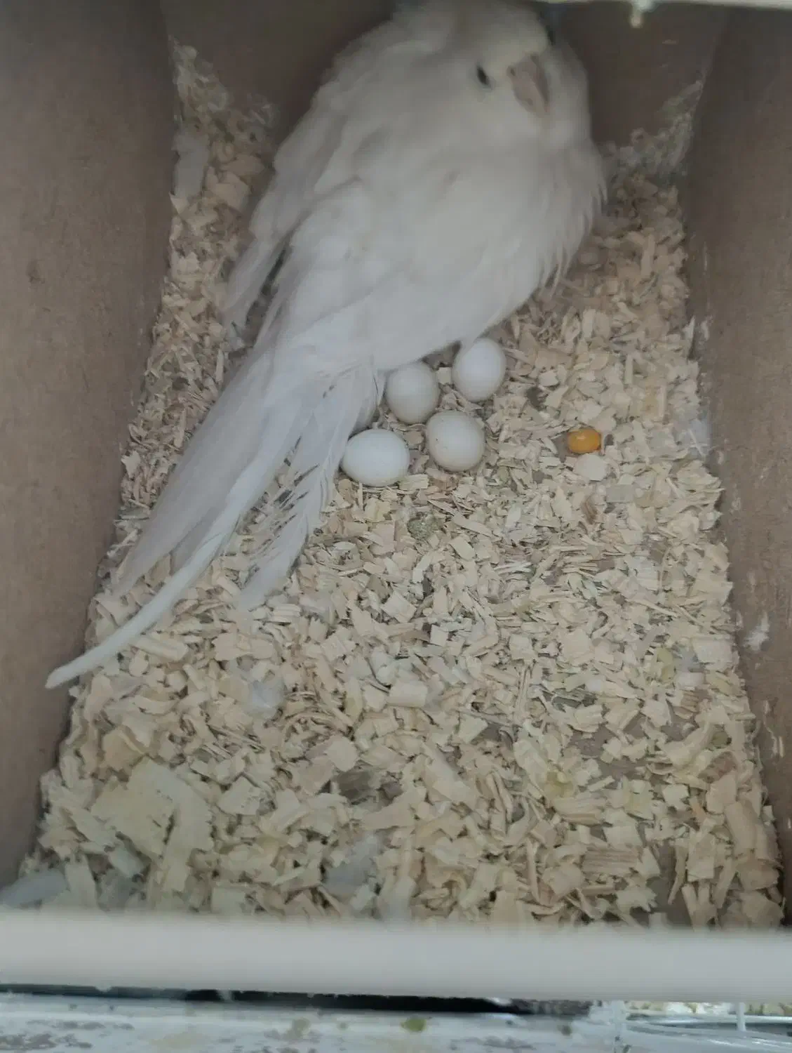 عروس هلندی مولد خونگی|پرنده|زاهدان, |دیوار