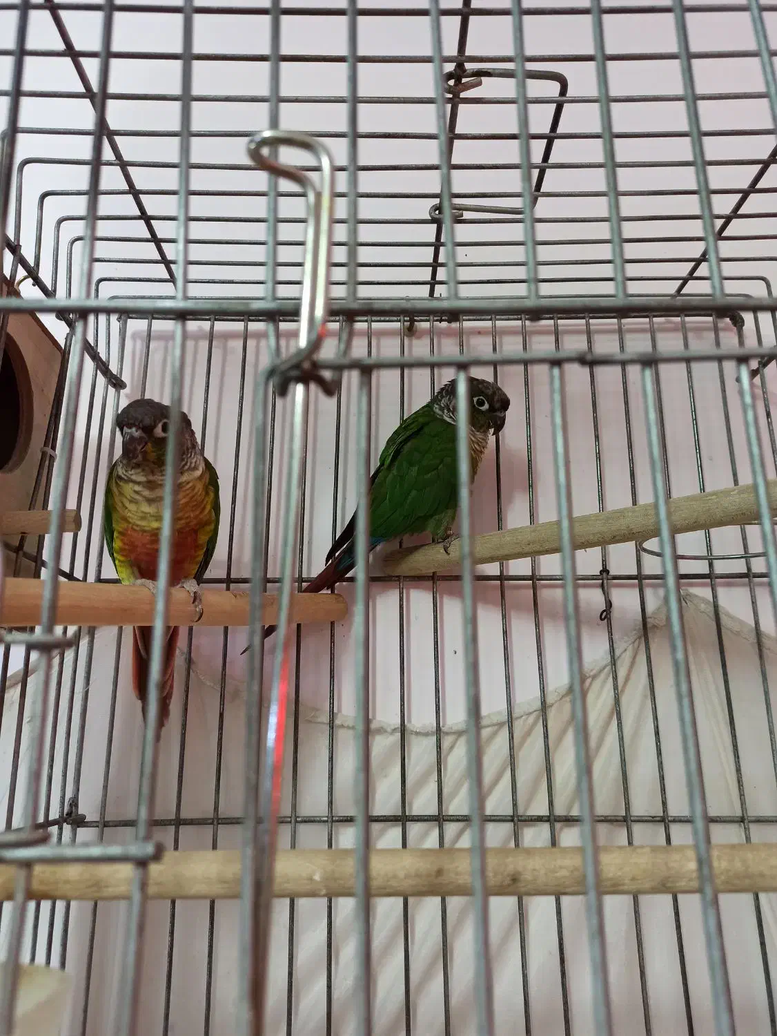 طوطی مولد و نژاددار گرینچیک وعروس هلندی آلبینو|پرنده|سقز, |دیوار