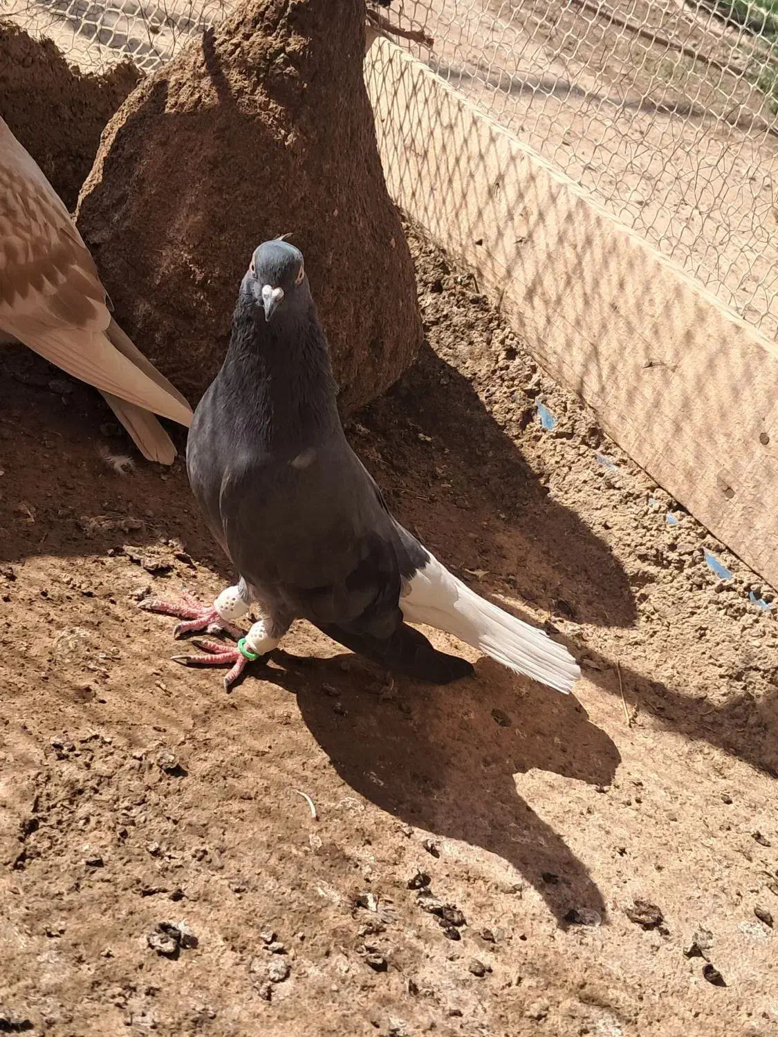 بشرط زد خوردی از همه لحاظ میزان|پرنده|قزوین, |دیوار