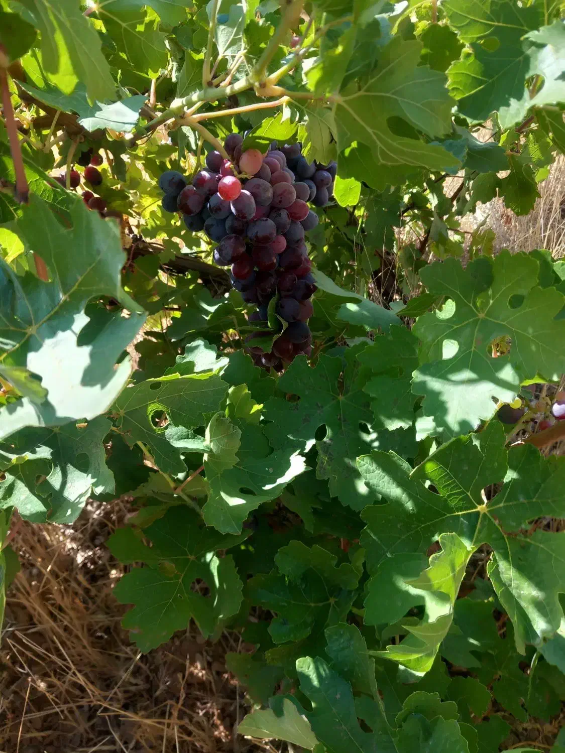 فروش زمین ۴۱۵۳ متری|فروش زمین و ملک کلنگی|سپیدان, |دیوار