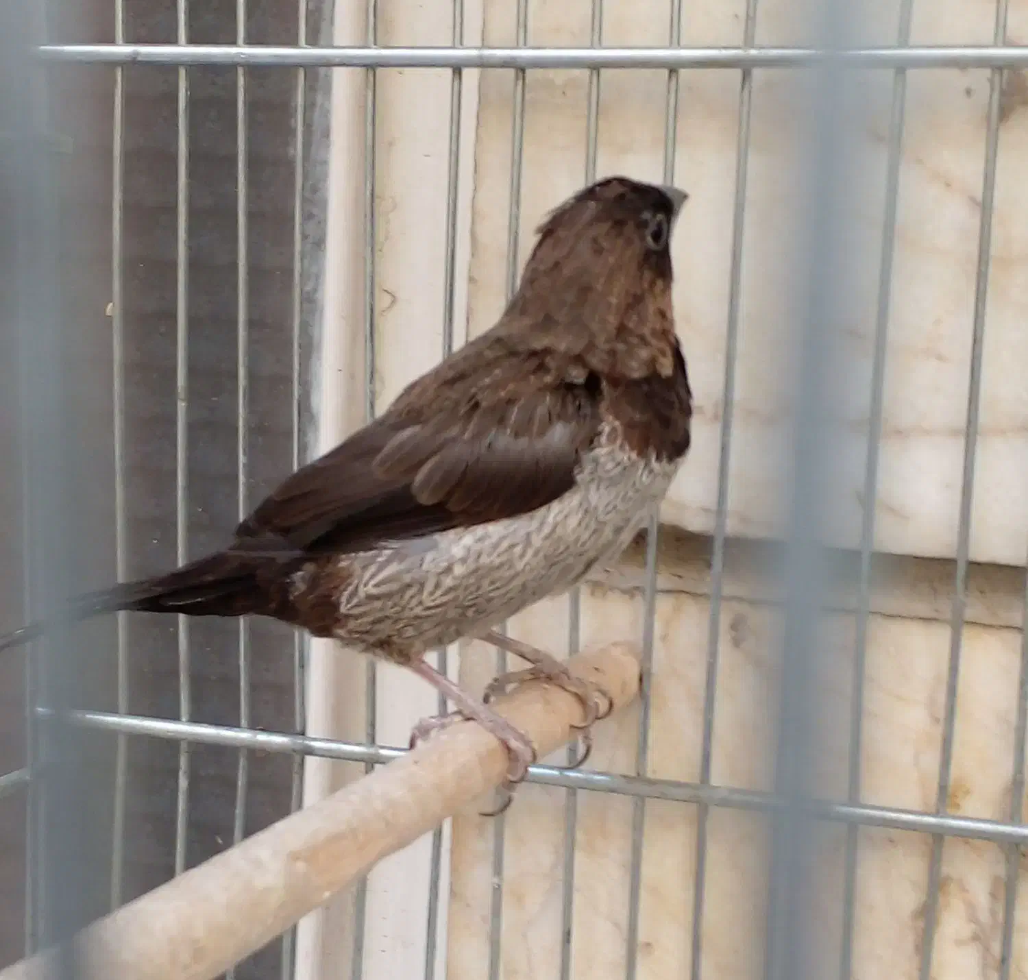 فنچ نره بنگالی پولک درشت|پرنده|تهران, باغ خزانه|دیوار