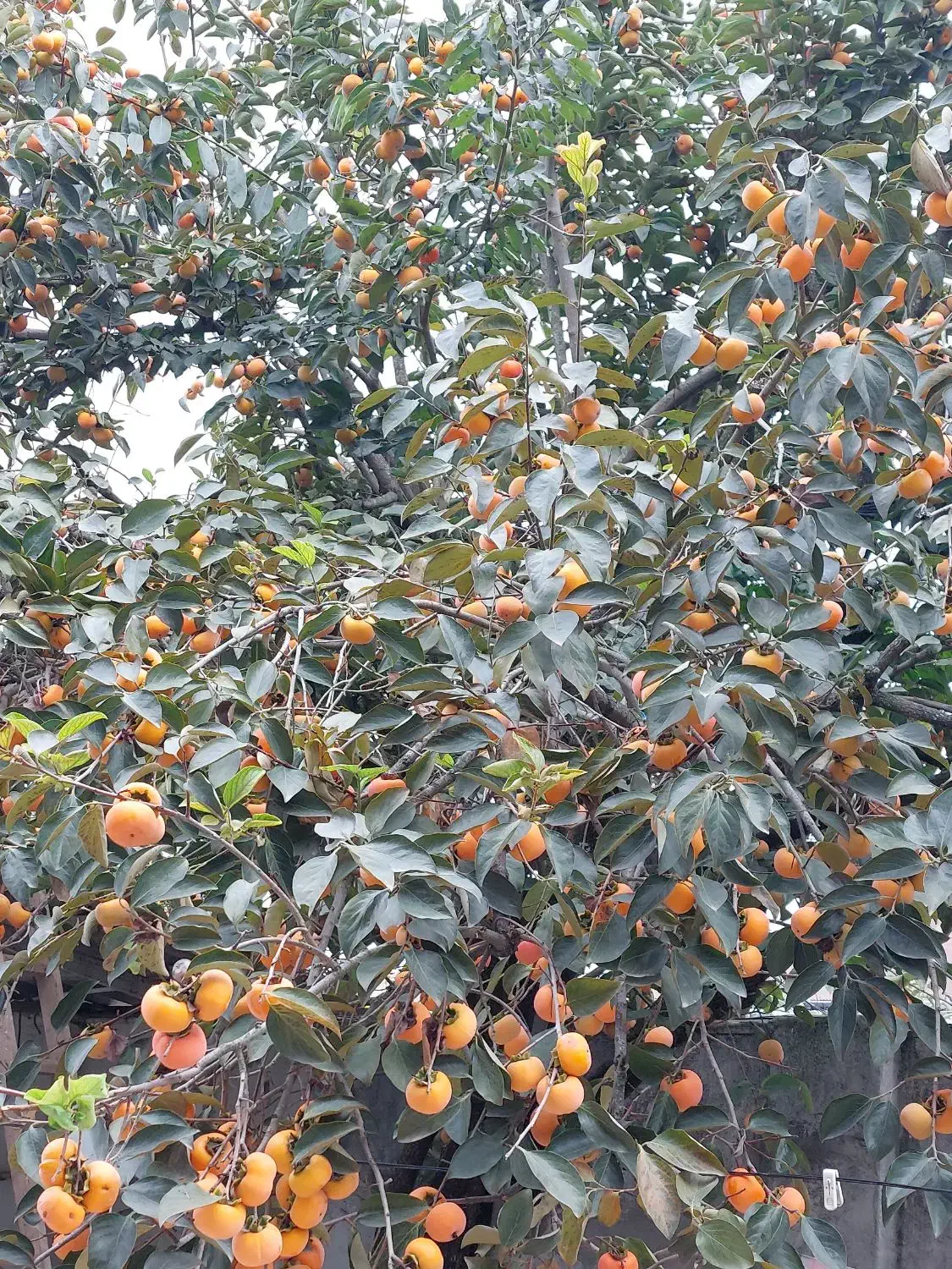 فروش کلی خرمالو روی درخت|خوردنی و آشامیدنی|تولم شهر, |دیوار