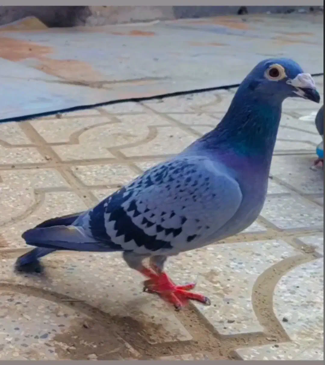 ماده پولک|پرنده|مشهد, کوشش|دیوار