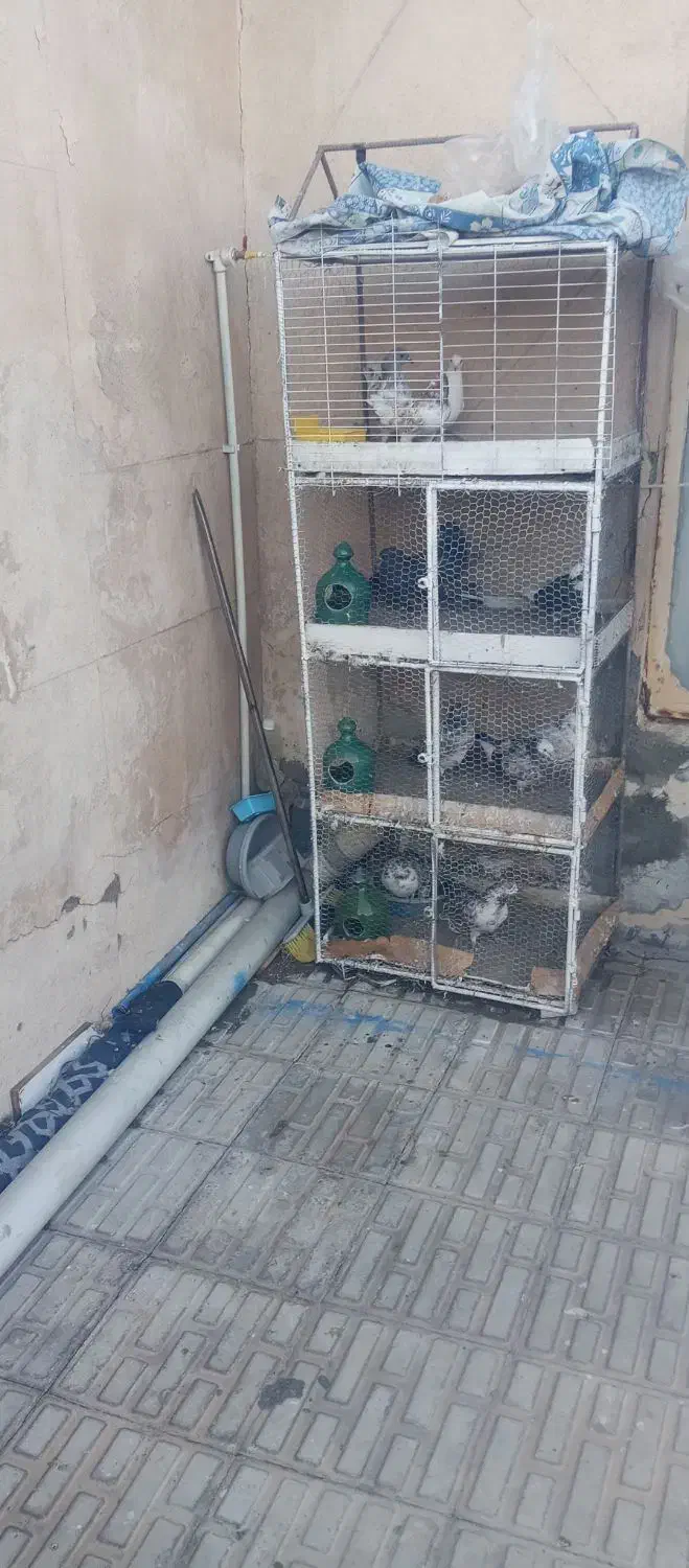 فروشقفسجفتکن.باکبوتر|لوازم جانبی حیوانات|سیرجان, |دیوار