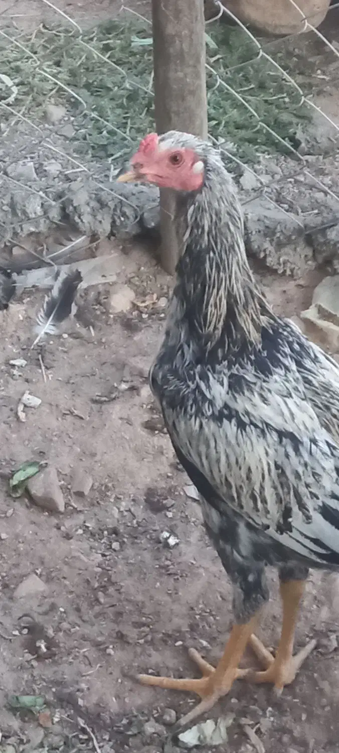 فروشی لاری|حیوانات مزرعه|جوانرود, |دیوار