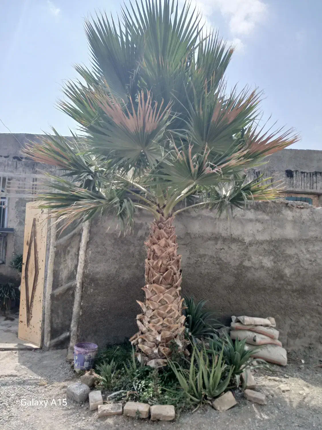 فروش نخل پالم|گل و گیاه طبیعی|رودان, |دیوار