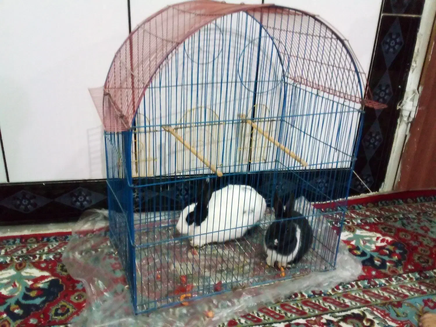 دوتا خرگوش تمیز وسالم|موش و خرگوش|خرم‌آباد, |دیوار