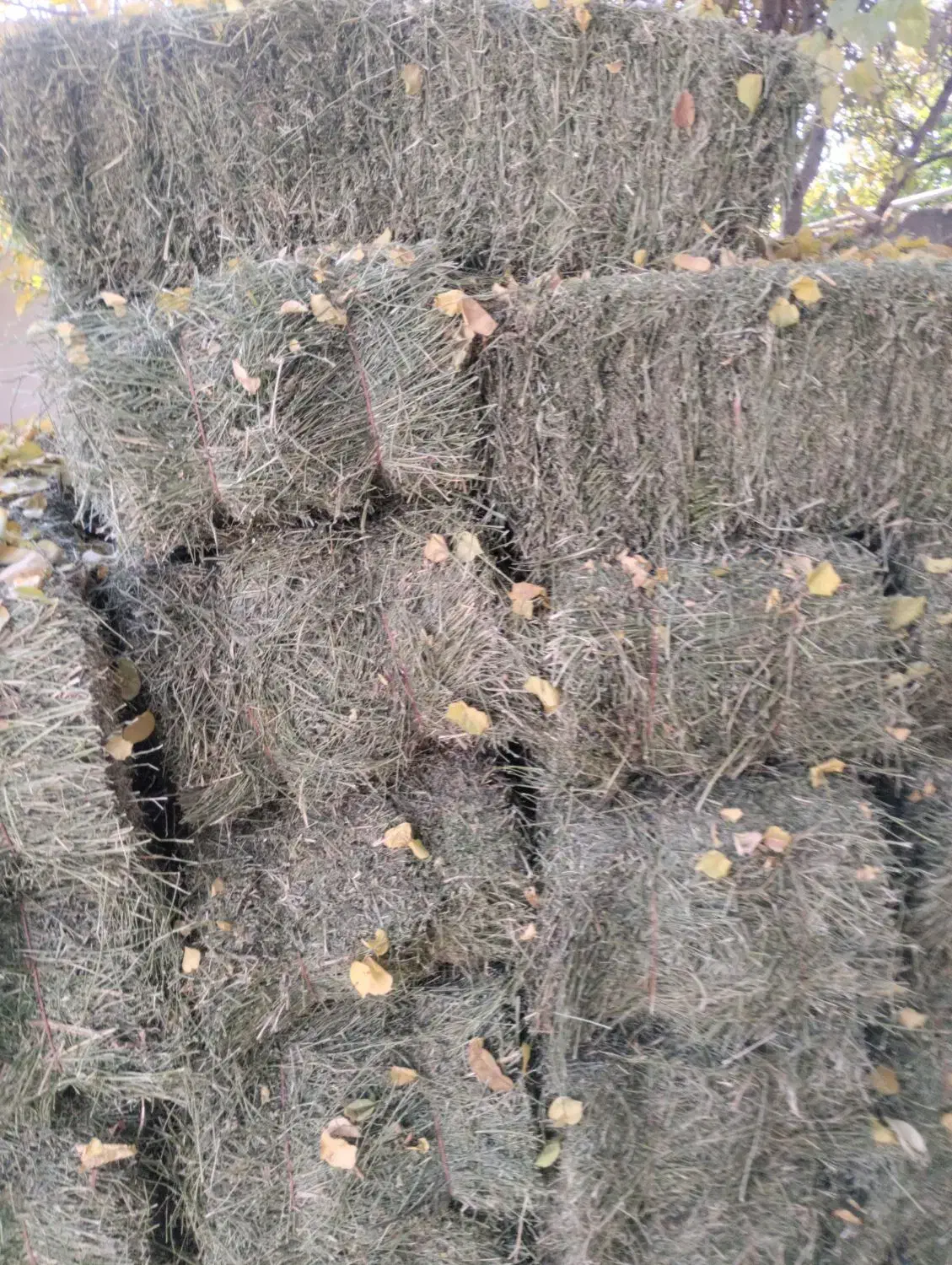 یونجه درجه 1|حیوانات مزرعه|بیرانوند, |دیوار