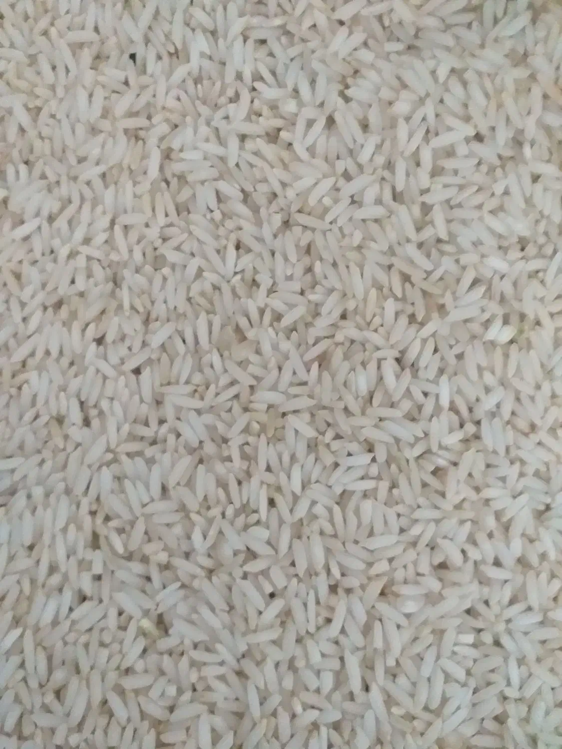 برنج علی کاظمی دشت سیلاخور با قیمت منصفانه|خوردنی و آشامیدنی|بروجرد, |دیوار