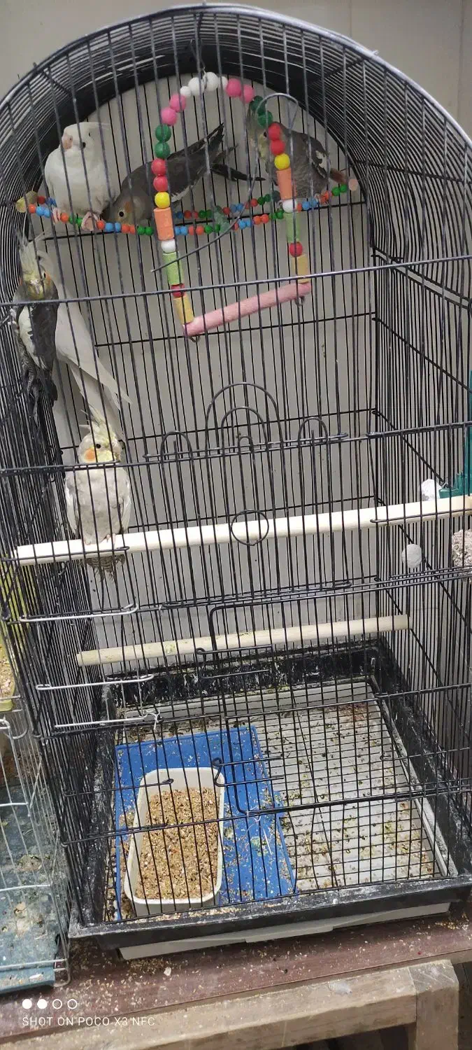 عروس هلندی|پرنده|بهار, |دیوار