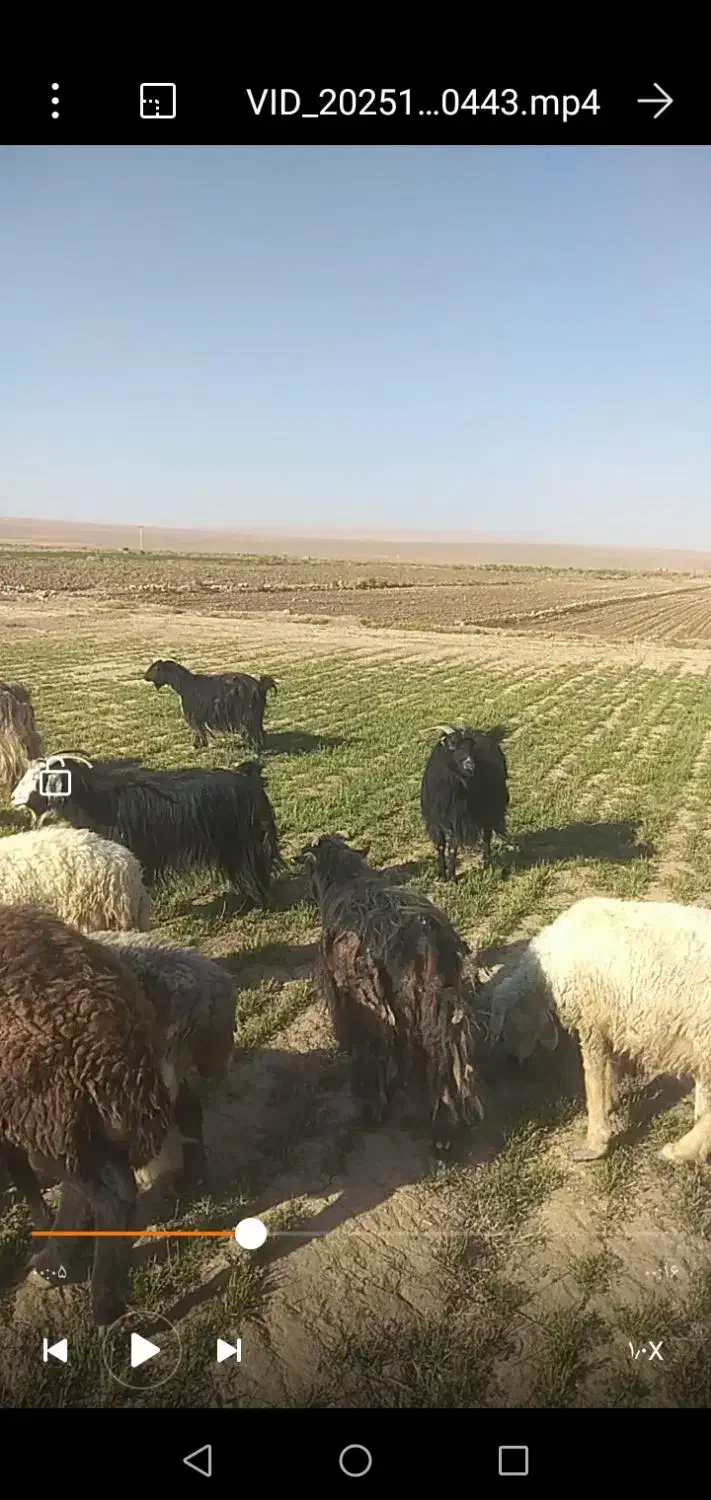 بز فروشی همه تکه خوردن از نربز پاکستانی دانه 8500|حیوانات مزرعه|رضویه, |دیوار