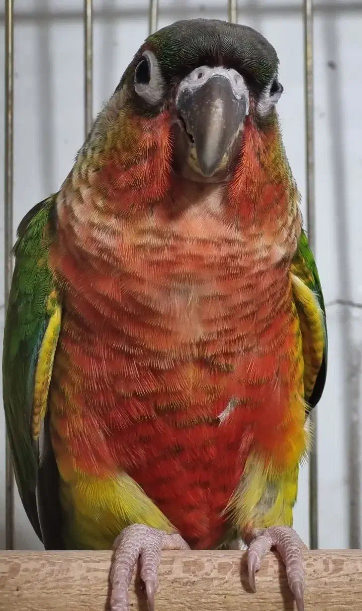 طوطی گرینچیگ طوطی برزیلی|پرنده|قرچک, زیبا شهر|دیوار